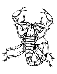 Scorpion
