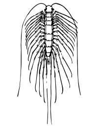 centipede 