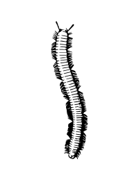 millepede 