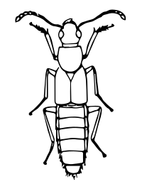 Rove beetle