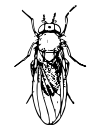 Pomace Fly