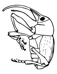 Weevil