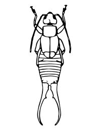 earwig