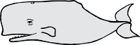 whale