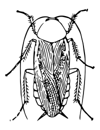 cockroach