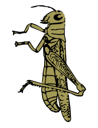 grasshopper color