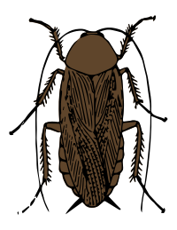 cockroach color