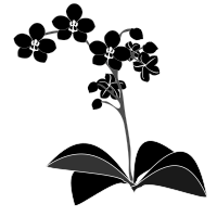 Phalaenopsis