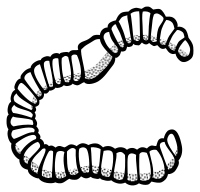 worm - lineart