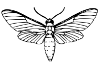 moth