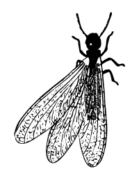 termite