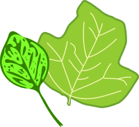 Leaves