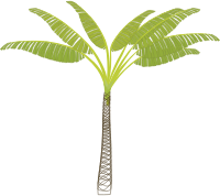palm-tree