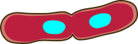 Fission of bacteria