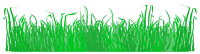 Grass for a lawn