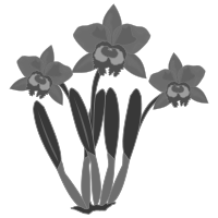 cattleya