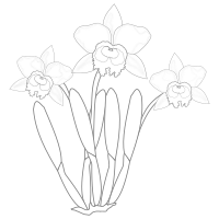 cattleya