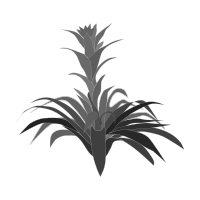 Bromelia