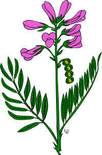 KU Hedysarum boreale