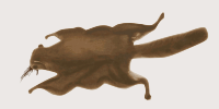 momonga 01