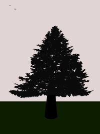 old fir at dusk