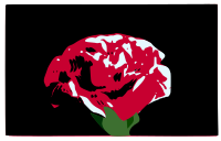 carnation