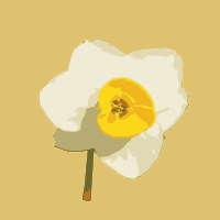 daffodil 06