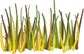 Grass