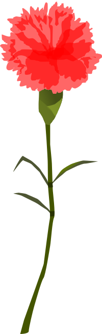 Cravo Carnation