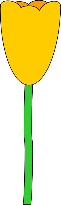 Yellow Tulip