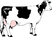 Cow black and white / Vache blanche et noire avec de l'herbe