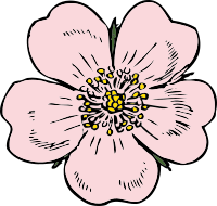 wild rose