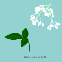 Leaves and blossoms