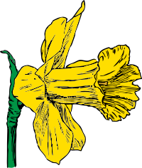 daffodil