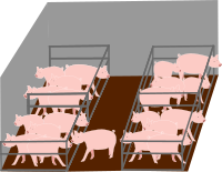 Inside pigs industrial farm - A l'intérieur d'un élevage industriel de cochons