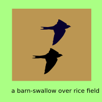 Swallow has come !