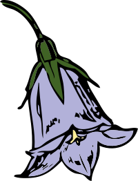 harebell