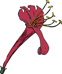 honeysuckle