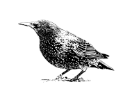 starling b&w