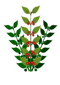 A simple branch with berries