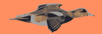 Duck-widgeon