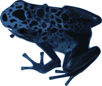 Azureus frog