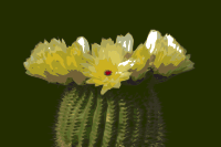 Cactus-flower 02