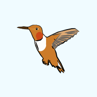 Hummingbird