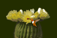 Cactus-hummingbird