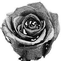rose 4