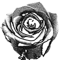 rose 5