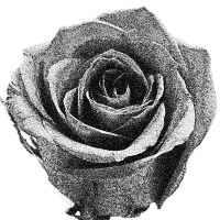 rose 6