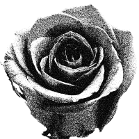 rose 7