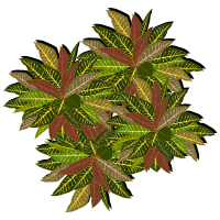 tree-11a